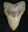 Large Megalodon Tooth - Carolinas #5187-1